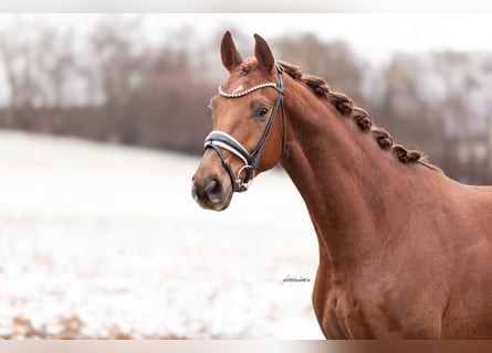 Oldenburg, Gelding, 5 years, 16.1 hh, Chestnut-Red