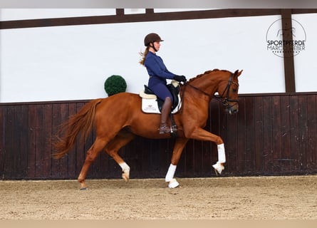 Oldenburg, Gelding, 5 years, 16.1 hh, Chestnut-Red