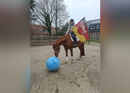 Oldenburg, Gelding, 5 years, 16.1 hh, Chestnut-Red
