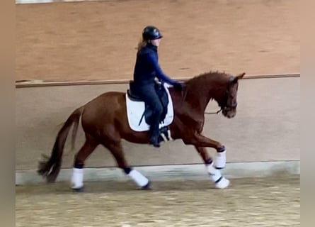 Oldenburg, Gelding, 5 years, 16,1 hh, Chestnut-Red