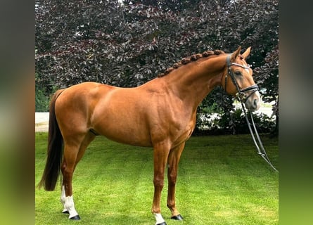 Oldenburg, Gelding, 5 years, 16.1 hh, Chestnut-Red