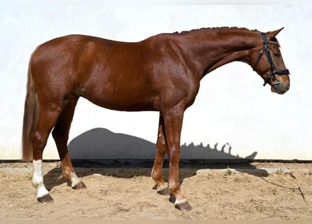 Oldenburg, Gelding, 5 years, 16.1 hh, Chestnut