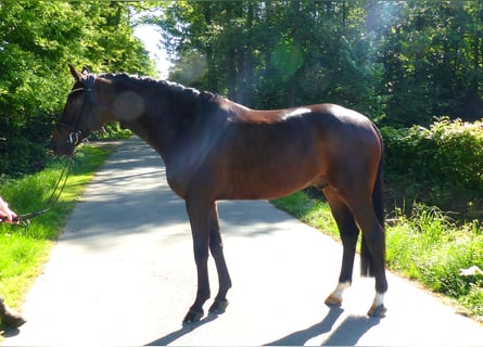 Oldenburg, Gelding, 5 years, 16,2 hh, Bay-Dark