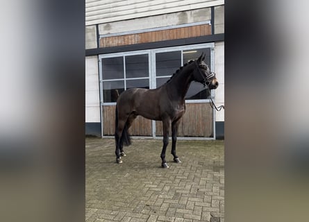 Oldenburg, Gelding, 5 years, 16.2 hh, Bay-Dark