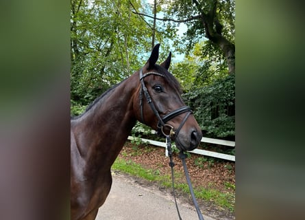 Oldenburg, Gelding, 5 years, 16,2 hh, Bay-Dark