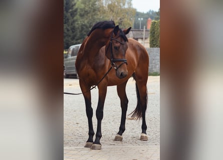 Oldenburg, Gelding, 5 years, 16.2 hh, Bay