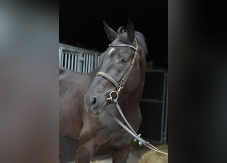 Oldenburg, Gelding, 5 years, 16.2 hh, Black