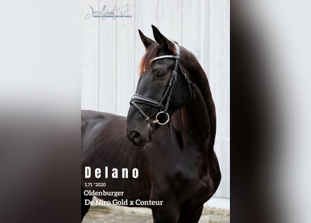 Oldenburg, Gelding, 5 years, 16,2 hh, Black