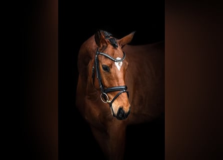 Oldenburg, Gelding, 5 years, 16.2 hh, Brown