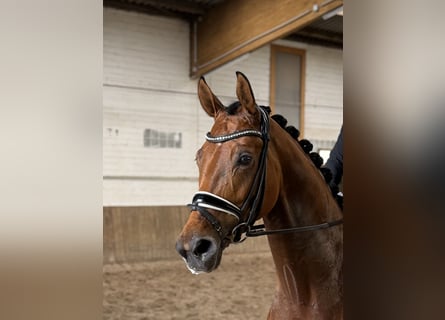 Oldenburg, Gelding, 5 years, 16.2 hh, Brown
