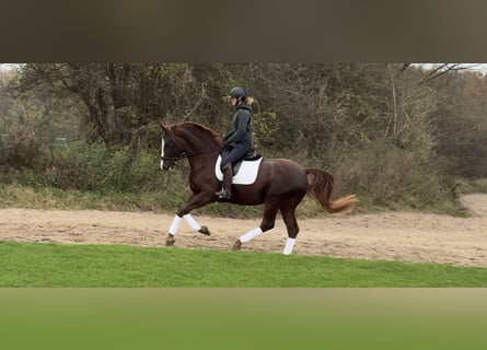 Oldenburg, Gelding, 5 years, 16,2 hh, Chestnut-Red