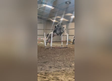 Oldenburg, Gelding, 5 years, 16,2 hh