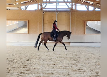 Oldenburg, Gelding, 5 years, 16.3 hh, Brown