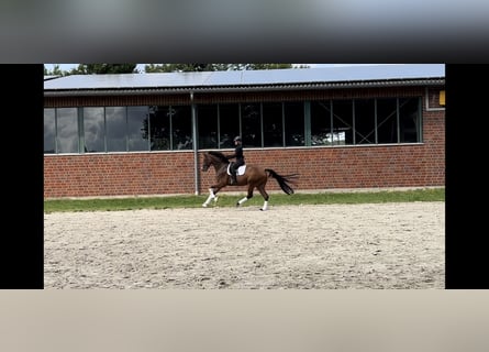 Oldenburg, Gelding, 5 years, 16,3 hh, Brown