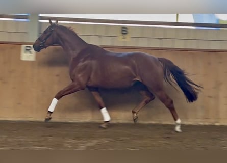 Oldenburg, Gelding, 5 years, 16,3 hh, Chestnut-Red