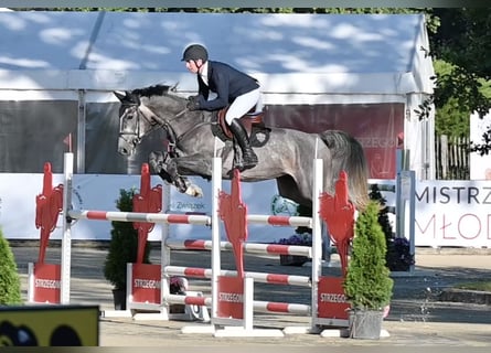 Oldenburg, Gelding, 5 years, 16.3 hh, Grey-Dapple