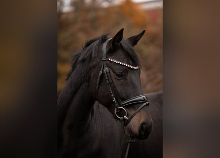 Oldenburg, Gelding, 5 years, 16 hh, Bay-Dark