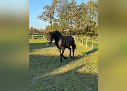 Oldenburg, Gelding, 5 years, 16 hh, Black