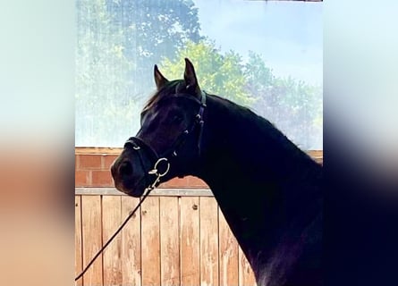 Oldenburg, Gelding, 5 years, 16 hh, Black