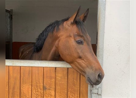 Oldenburg, Gelding, 5 years, 16 hh, Brown