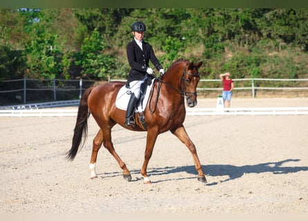 Oldenburg, Gelding, 5 years, 16 hh, Chestnut-Red