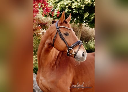Oldenburg, Gelding, 5 years, 16 hh, Chestnut-Red