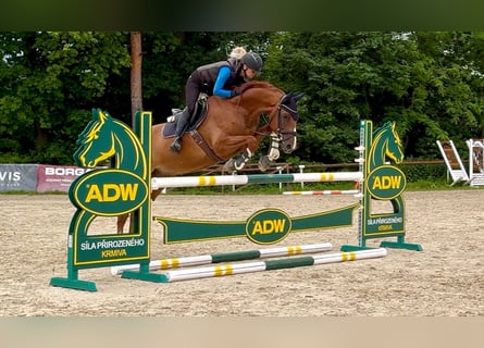 Oldenburg, Gelding, 5 years, 16 hh, Chestnut