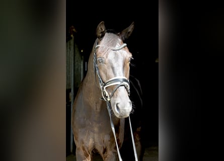 Oldenburg, Gelding, 5 years, 16,1 hh, Black