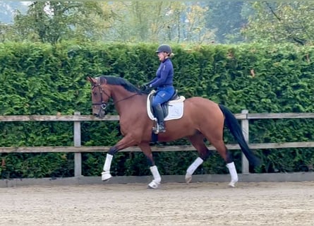 Oldenburg, Gelding, 5 years, 16,1 hh, Brown