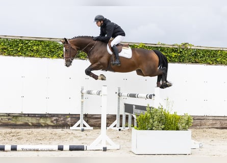 Oldenburg, Gelding, 5 years, 16,1 hh, Brown