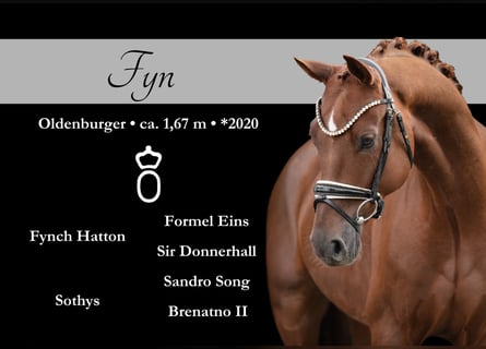 Oldenburg, Gelding, 5 years, 16,1 hh, Chestnut Oldenburg, Gelding, 5 years, 16,1 hh, Chestnut