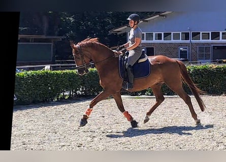 Oldenburg, Gelding, 5 years, 16,1 hh, Chestnut