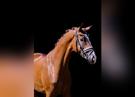 Oldenburg, Gelding, 5 years, 16,1 hh, Chestnut