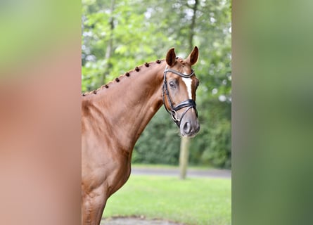 Oldenburg, Gelding, 5 years, 16,1 hh, Chestnut-Red