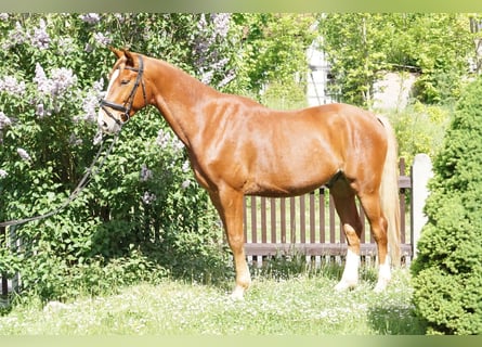 Oldenburg, Gelding, 5 years, 16,1 hh, Chestnut-Red