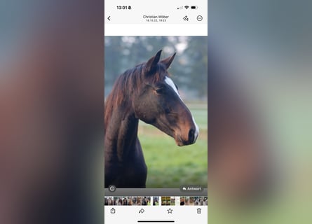 Oldenburg, Gelding, 5 years, 16,2 hh, Bay-Dark