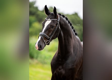 Oldenburg, Gelding, 5 years, 16,2 hh, Black