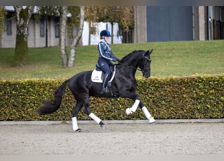 Oldenburg, Gelding, 5 years, 16,2 hh, Black