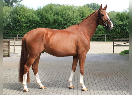 Oldenburg, Gelding, 5 years, 16,2 hh, Chestnut-Red