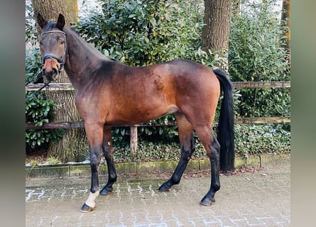 Oldenburg, Gelding, 5 years, 16,3 hh, Bay-Dark