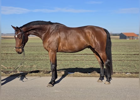 Oldenburg, Gelding, 5 years, 16,3 hh, Brown