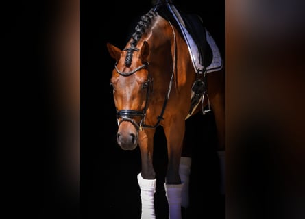 Oldenburg, Gelding, 5 years, 16,3 hh, Brown
