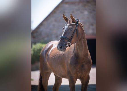Oldenburg, Gelding, 5 years, 16,3 hh, Chestnut