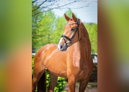 Oldenburg, Gelding, 5 years, 16,3 hh, Chestnut-Red
