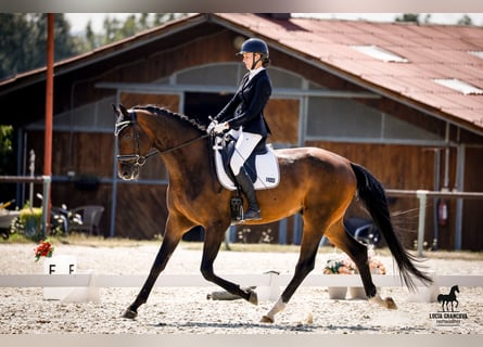 Oldenburg, Gelding, 5 years, 17.1 hh, Bay-Dark