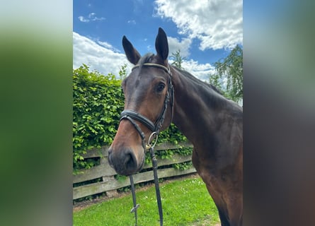 Oldenburg, Gelding, 5 years, 17.1 hh, Bay-Dark