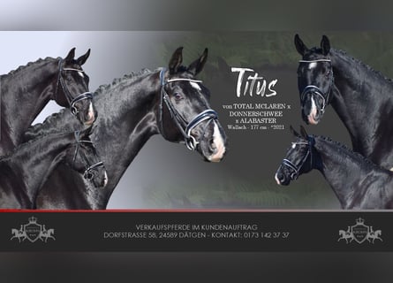 Oldenburg, Gelding, 5 years, 17.1 hh, Black