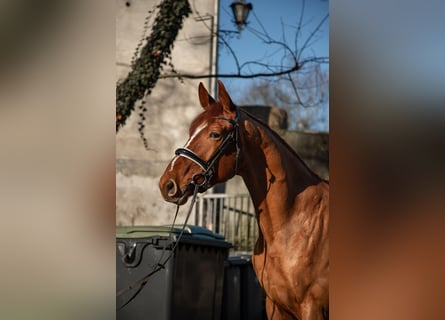 Oldenburg, Gelding, 5 years, 17,2 hh, Chestnut-Red