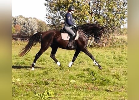 Oldenburg, Gelding, 5 years, 17.2 hh, Smoky-Black