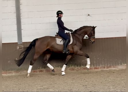 Oldenburg, Gelding, 5 years, 17 hh, Bay-Dark